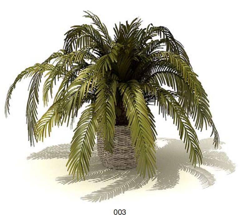室内盆栽植物3Dmax模型 (3).jpg