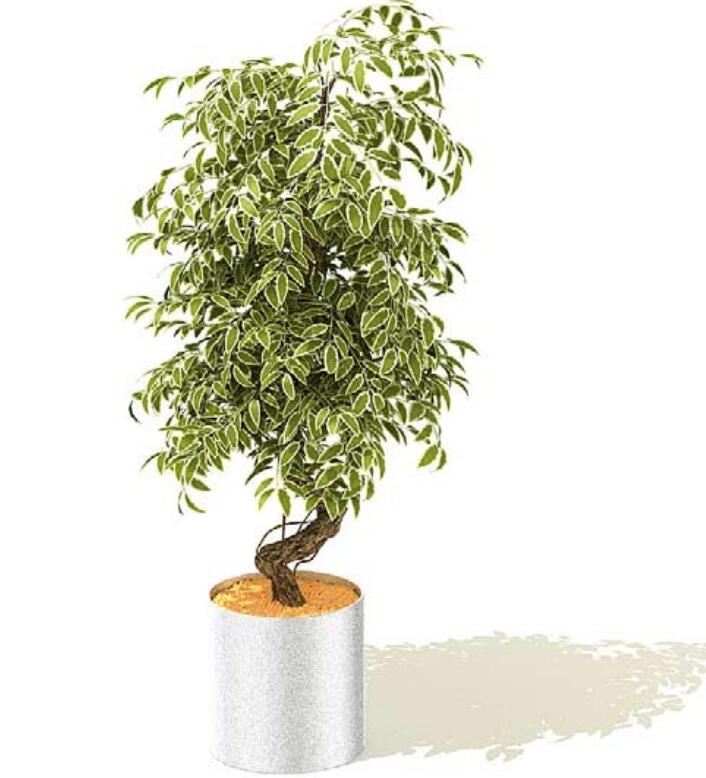 室内盆栽植物3Dmax模型 (10)-1