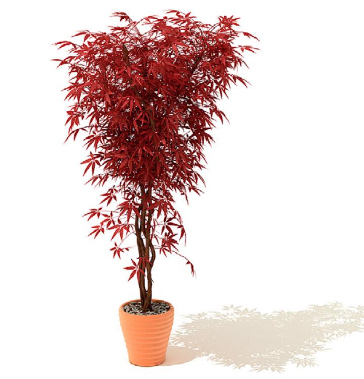 室内盆栽植物3Dmax模型 (12).jpg