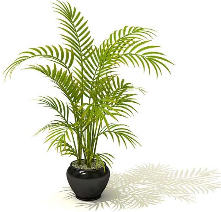 室内盆栽植物3Dmax模型 (13)-1