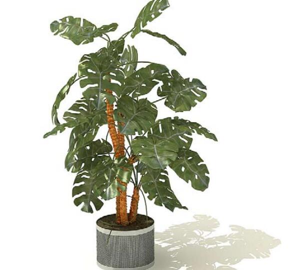 室内盆栽植物3Dmax模型 (17)-1