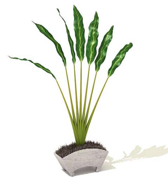 室内盆栽植物3Dmax模型 (20)-1