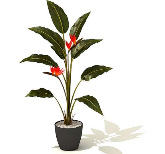 室内盆栽植物3Dmax模型 (21)-1