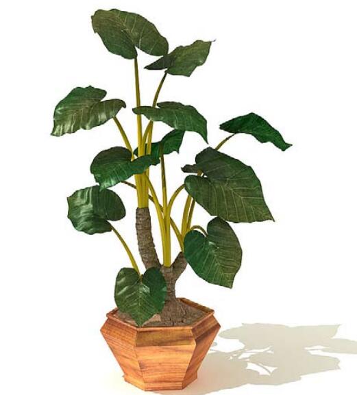 室内盆栽植物3Dmax模型 (22).jpg