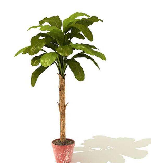 室内盆栽植物3Dmax模型 (23)-1