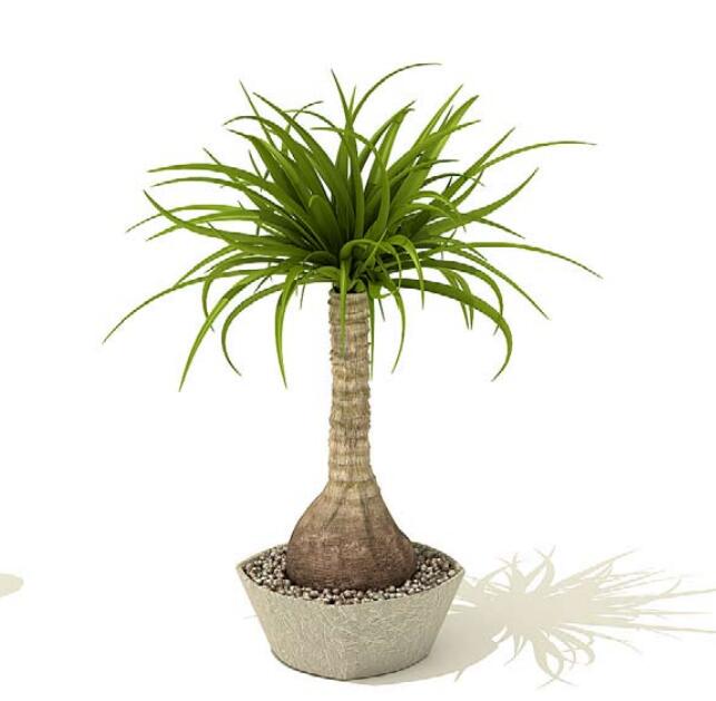 室内盆栽植物3Dmax模型 (24).jpg