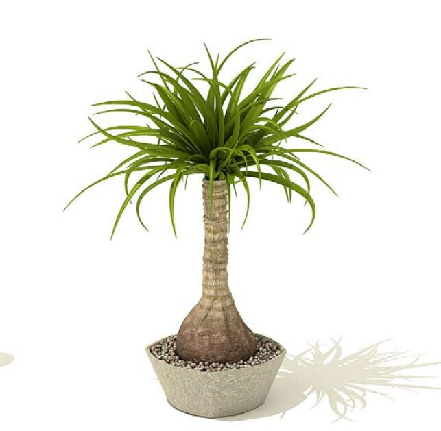 室内盆栽植物3Dmax模型 (24)-1
