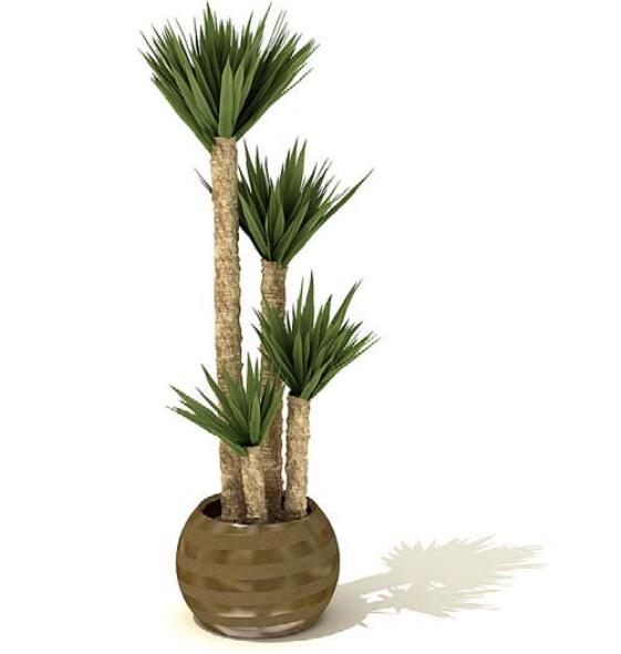 室内盆栽植物3Dmax模型 (25).jpg