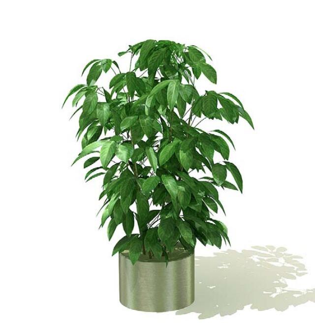 室内盆栽植物3Dmax模型 (26)-1