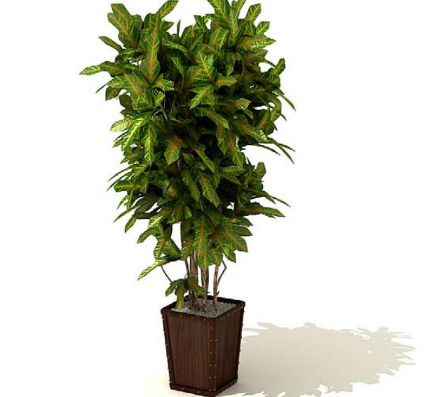 室内盆栽植物3Dmax模型 (28)-1