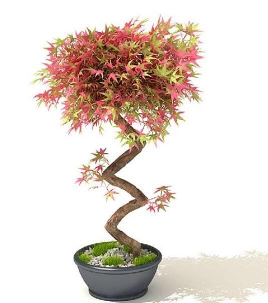 室内盆栽植物3Dmax模型 (29).jpg