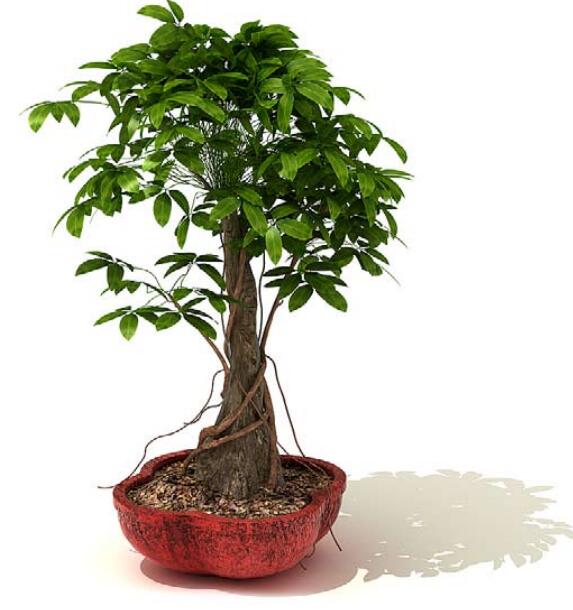 室内盆栽植物3Dmax模型 (31)-1