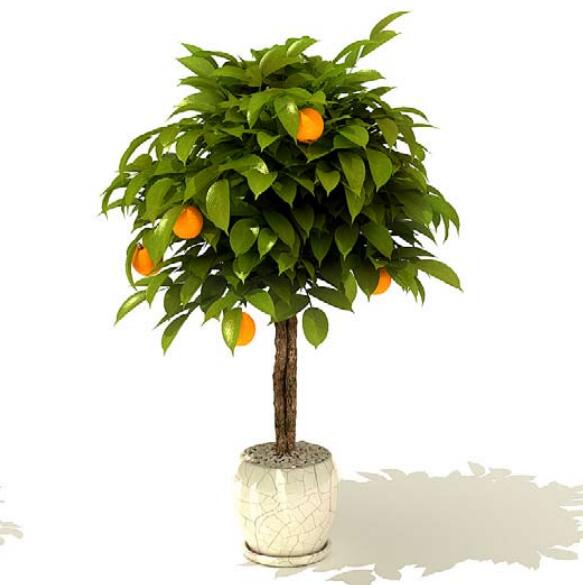 室内盆栽植物3Dmax模型 (32)-1