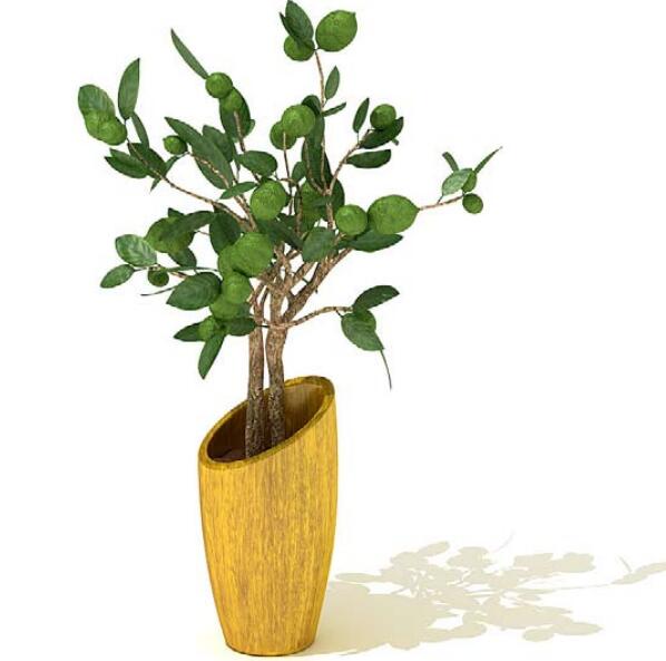 室内盆栽植物3Dmax模型 (33)-1