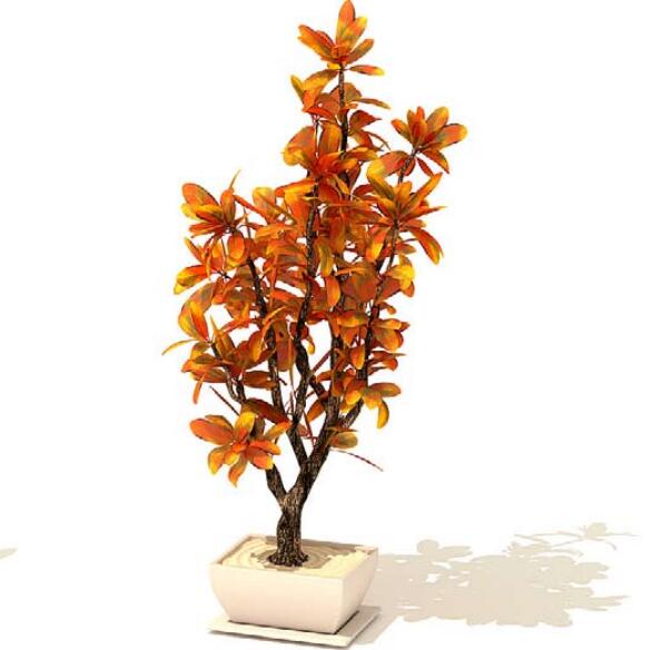 室内盆栽植物3Dmax模型 (34)-1