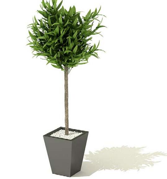 室内盆栽植物3Dmax模型 (35).jpg