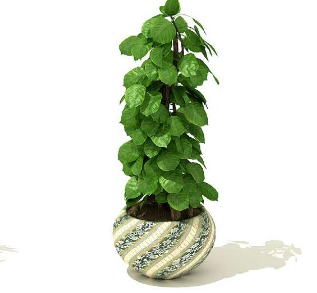 室内盆栽植物3Dmax模型 (36)-1
