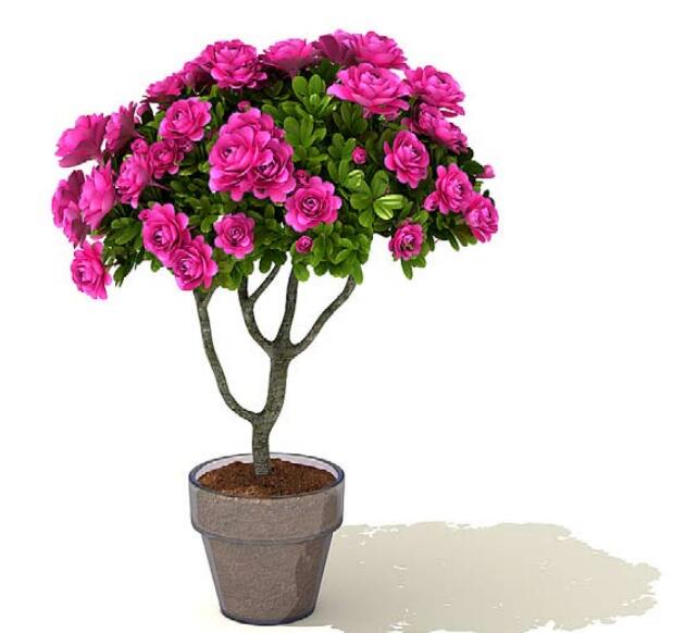 室内盆栽植物3Dmax模型 (41)-1