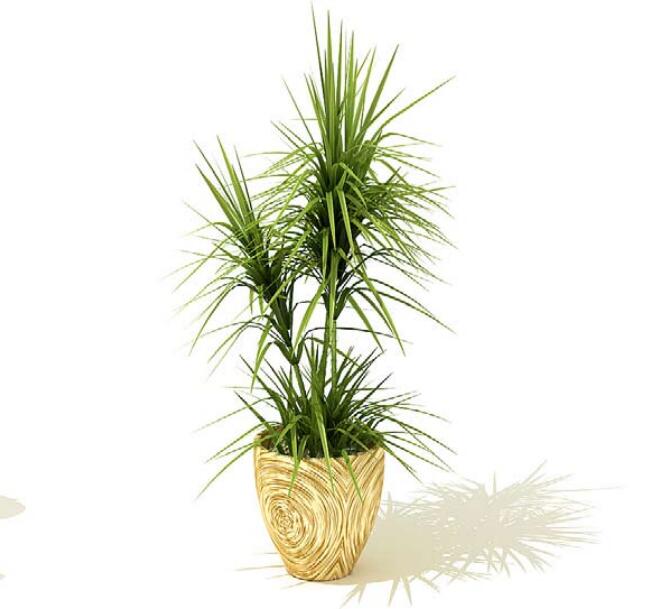 室内盆栽植物3Dmax模型 (48).jpg