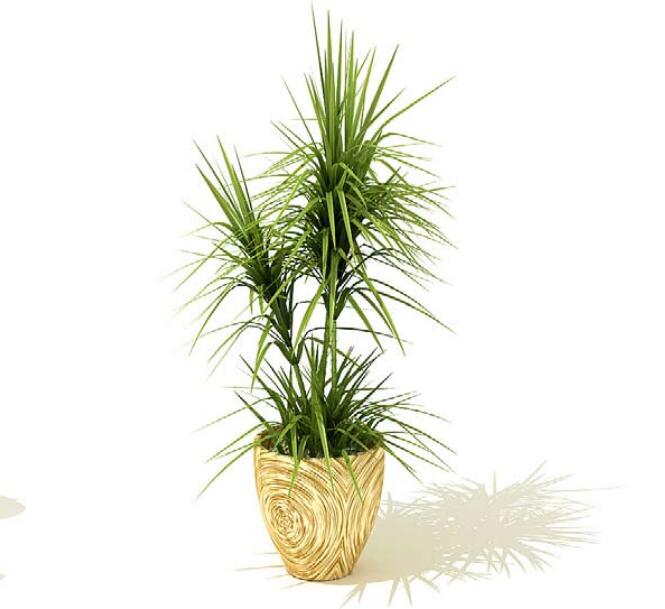 室内盆栽植物3Dmax模型 (48)-1