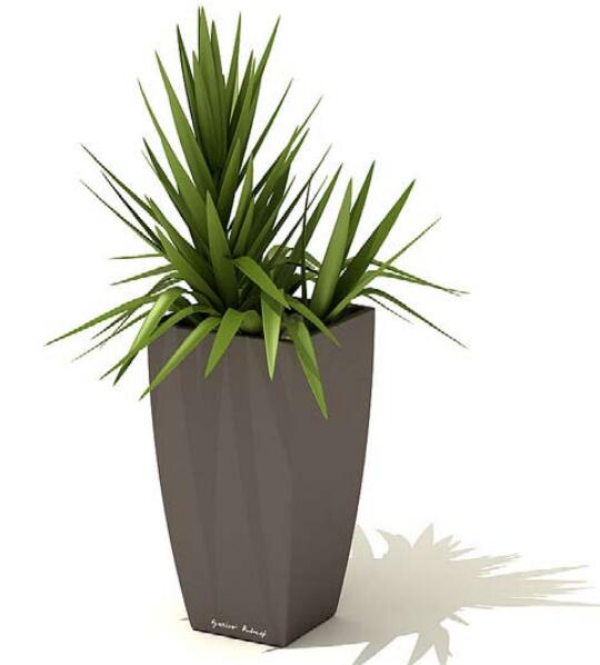 室内盆栽植物3Dmax模型 (49)-1
