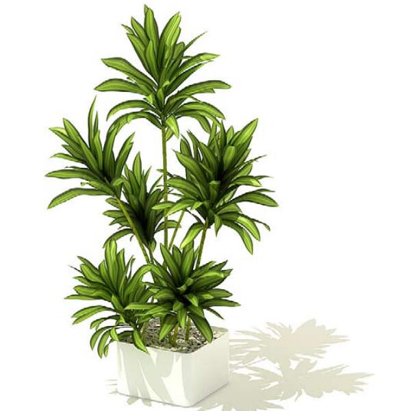 室内盆栽植物3Dmax模型 (50).jpg