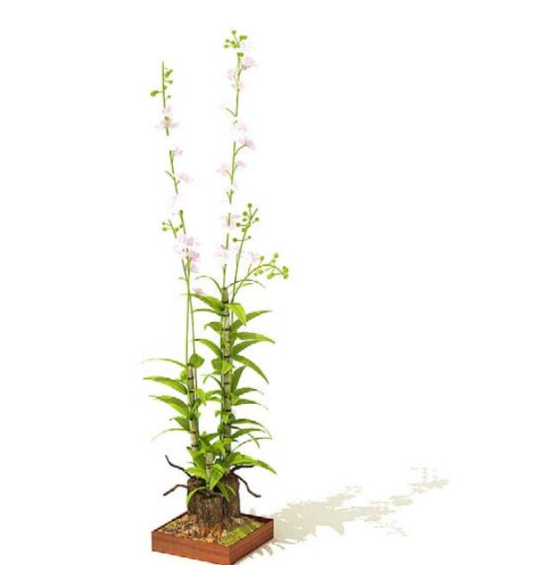 室内盆栽植物3Dmax模型 (52)-1