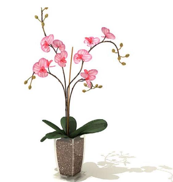 室内盆栽植物3Dmax模型 (53)-1