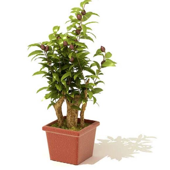 室内盆栽植物3Dmax模型 (55)-1