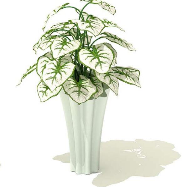 室内盆栽植物3Dmax模型 (58)-1