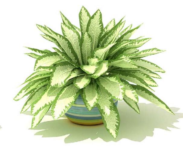 室内盆栽植物3Dmax模型 (60)-1
