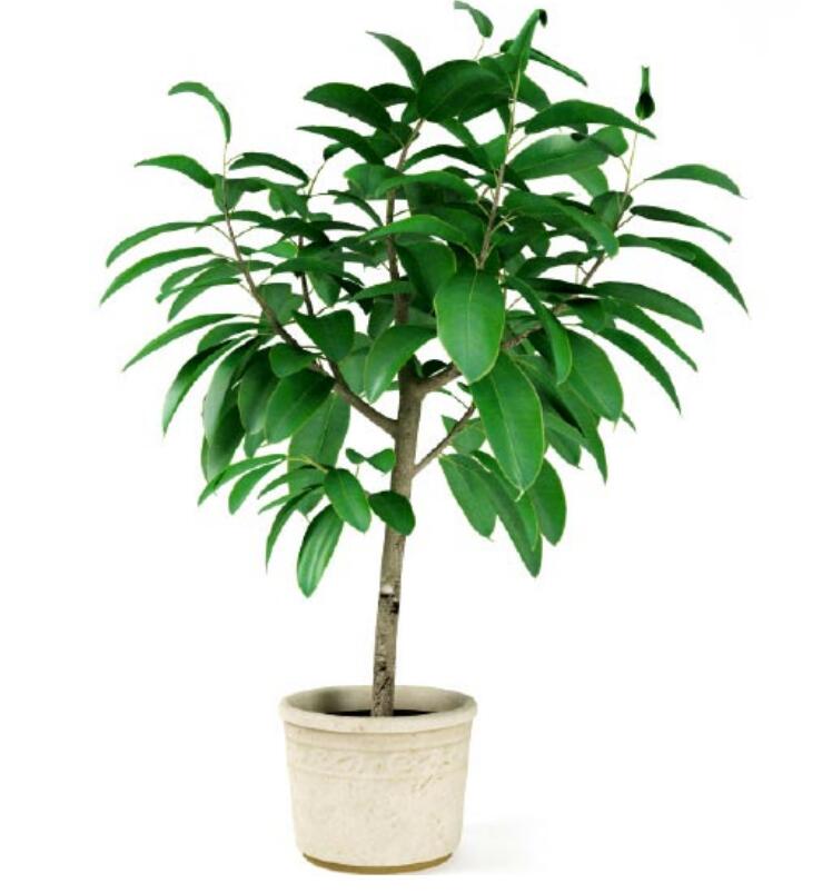 盆栽植物3Dmax模型第二季 (3)-1