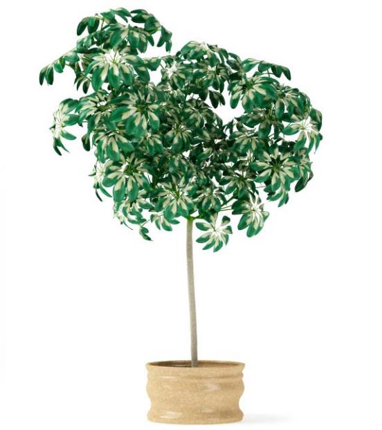盆栽植物3Dmax模型第二季 (22)-1