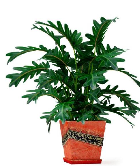 盆栽植物3Dmax模型第二季 (25)-1