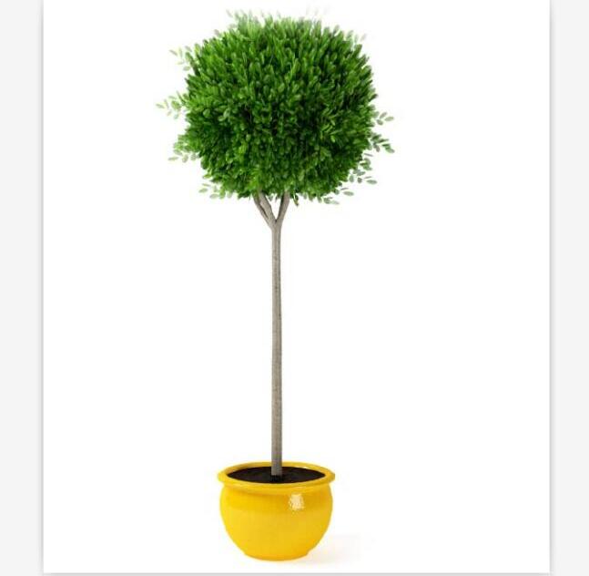 盆栽植物3Dmax模型第二季 (50).jpg