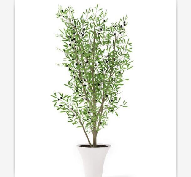 盆栽植物3Dmax模型第二季 (52)-1