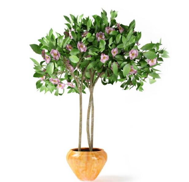 盆栽植物3Dmax模型第二季 (57)-1