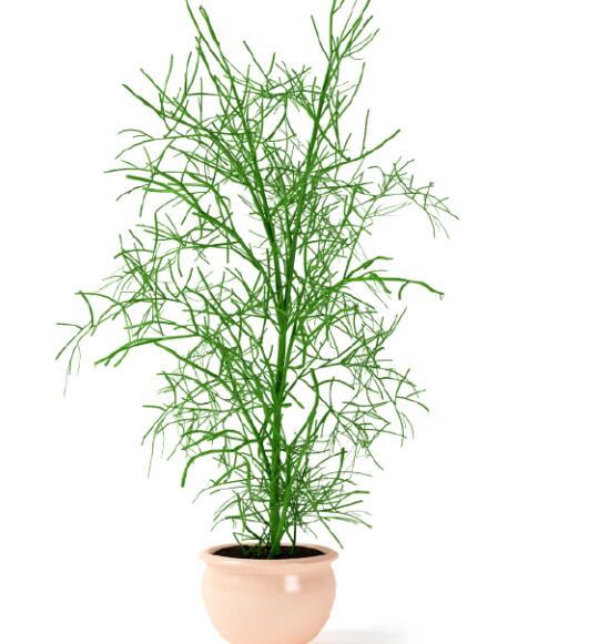 盆栽植物3Dmax模型第二季 (58)-1