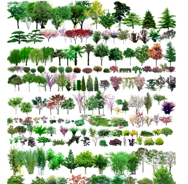 常用园林植物图例（CAD平面图+PSD立面图）-1