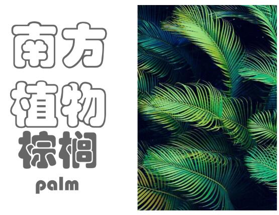 [植物总结]南方常见植物-棕榈类-1