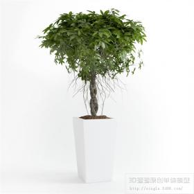 办公酒店植物3Dmax模型 (12)
