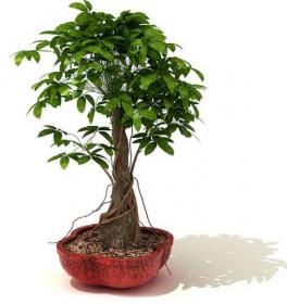 室内盆栽植物3Dmax模型 (31)