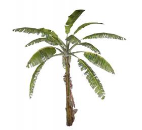 棕榈科植物 (28)