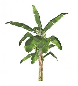 棕榈科植物 (29)