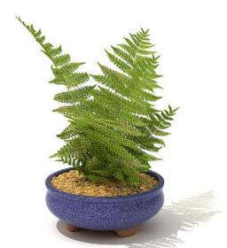 室内盆栽植物3Dmax模型 (44)