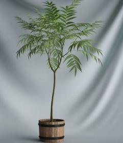 植物 摆件3Dmax模型. (19)