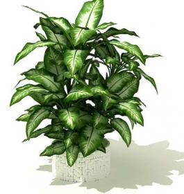 室内盆栽植物3Dmax模型 (63)