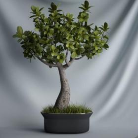 植物 摆件3Dmax模型. (1)