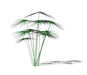 水竹植物(19)