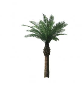 棕榈科植物 (15)